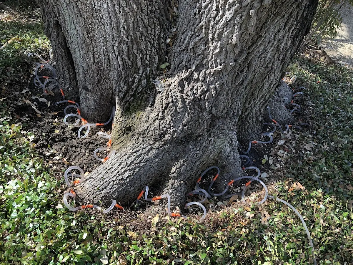 Detailed Tree Cabling and Bracing job site in Wharncliffe