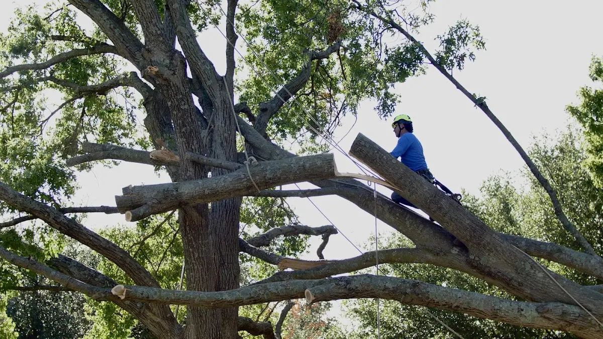 Professional Crown Thinning performed by certified arborists in Wharncliffe